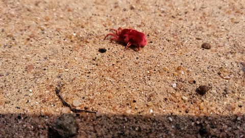 Silk-worm