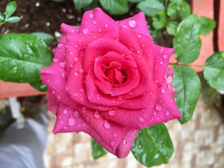 pink rose