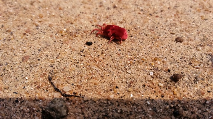 Silk-worm