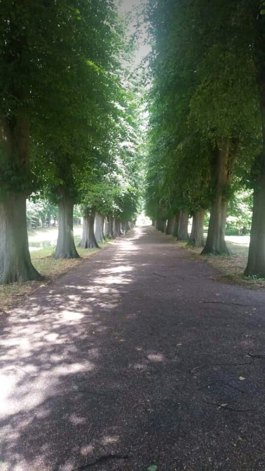 Allee