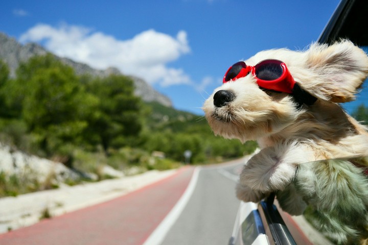 dogi