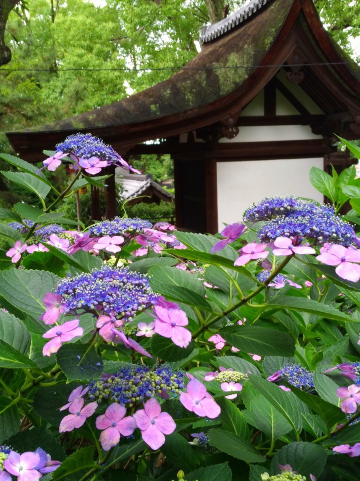 temple surrounded rain flowers