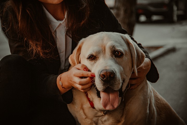 Dog ?