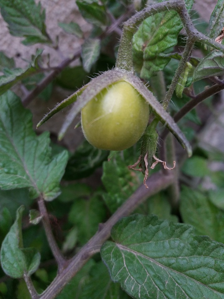 tomato