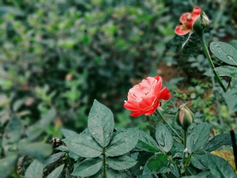 rose in garden