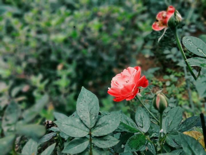 rose in garden