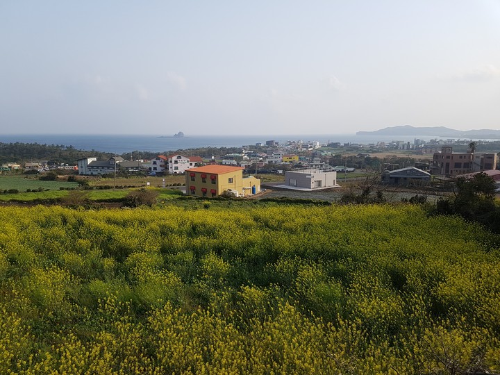 유채꽃