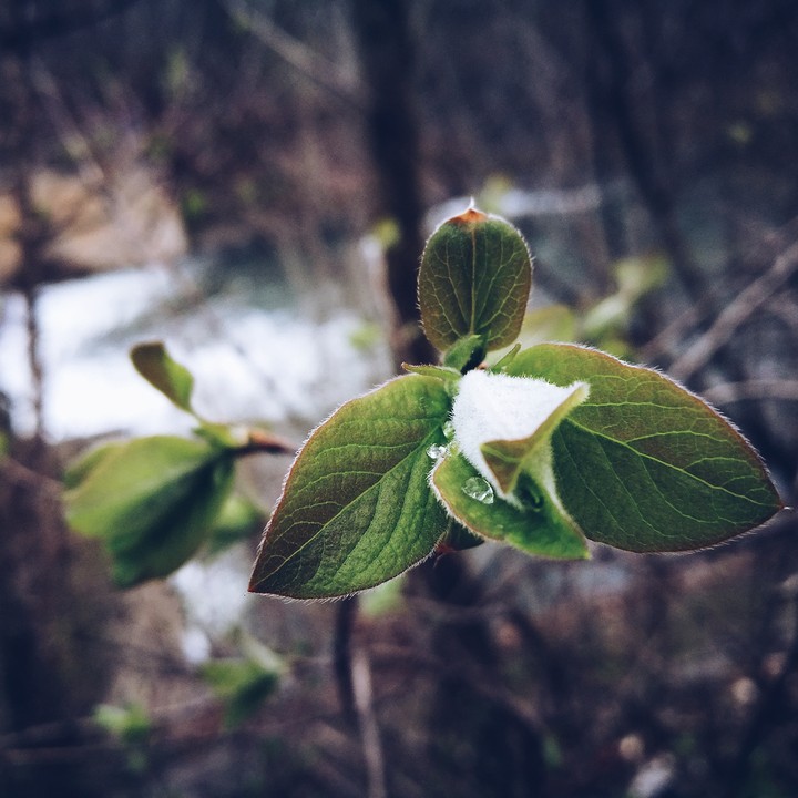 Spring in Erfurt