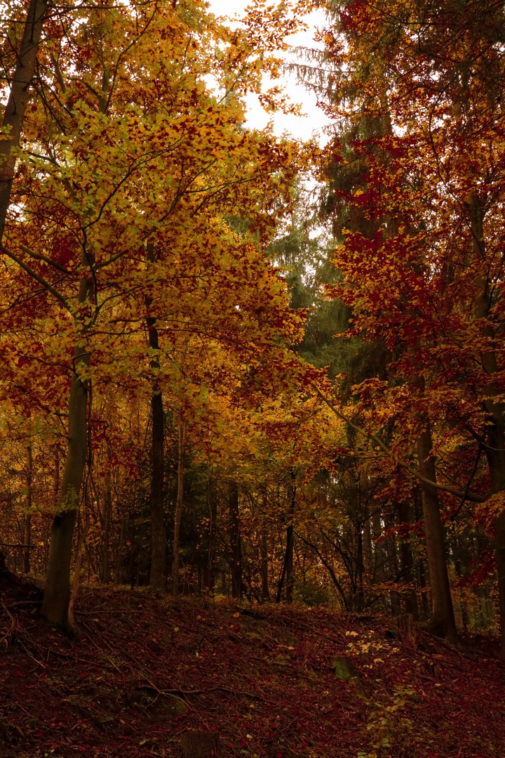 Mystischer Herbst