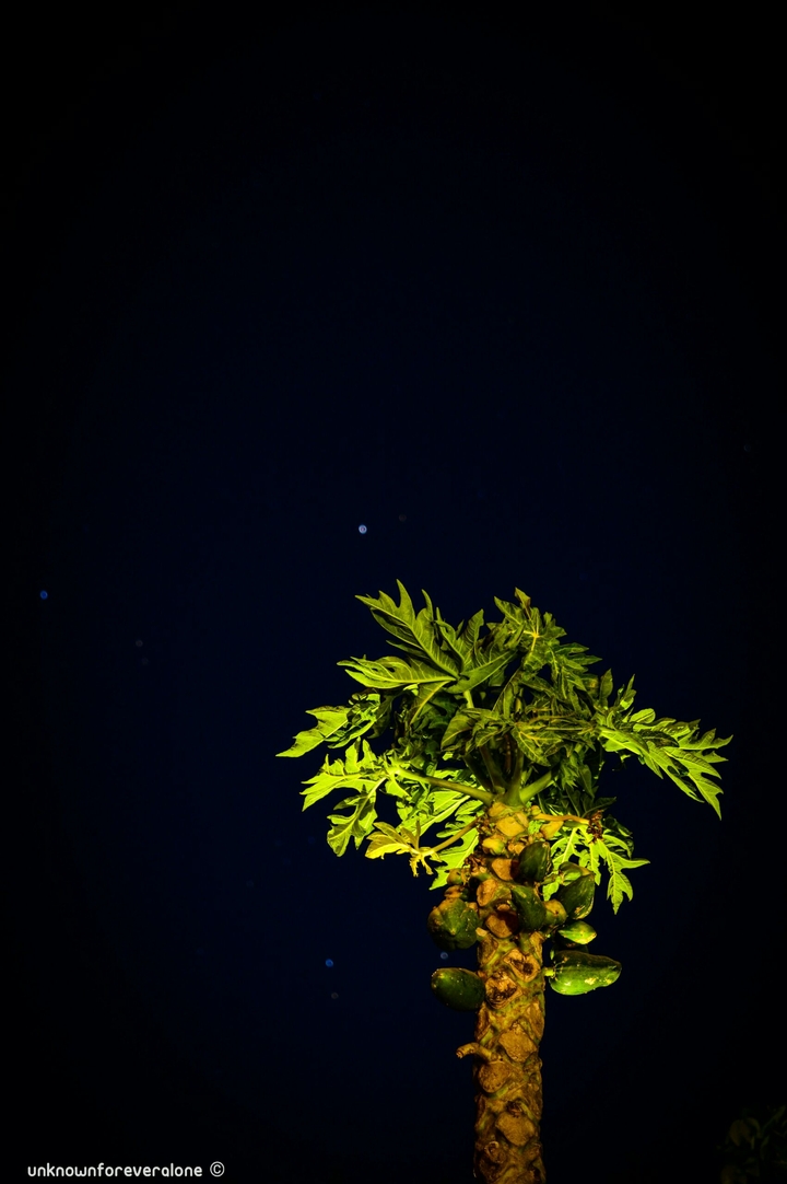 PAPAYA TREE