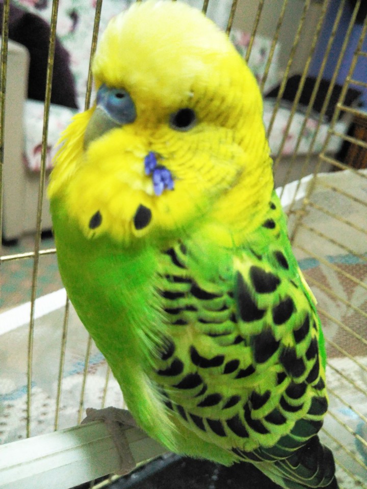 bird