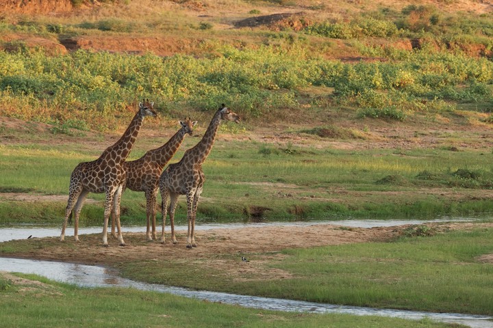 Giraffes