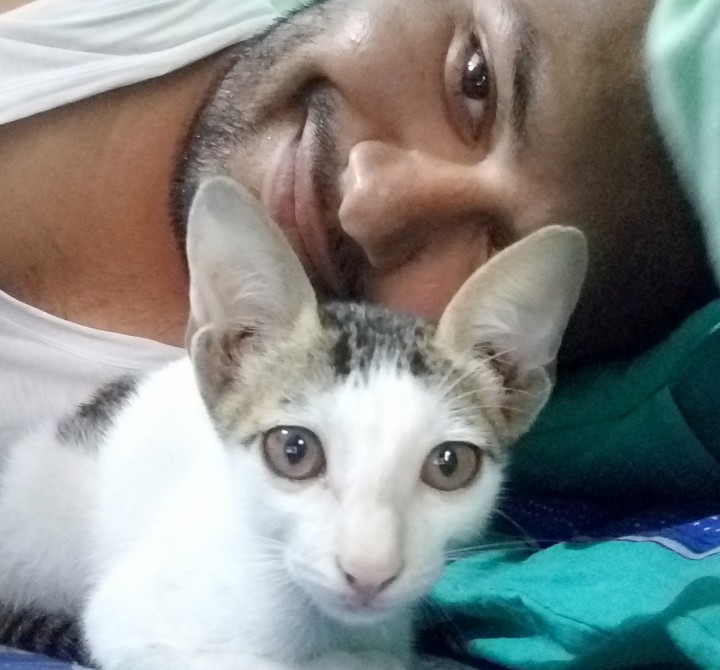 cat
