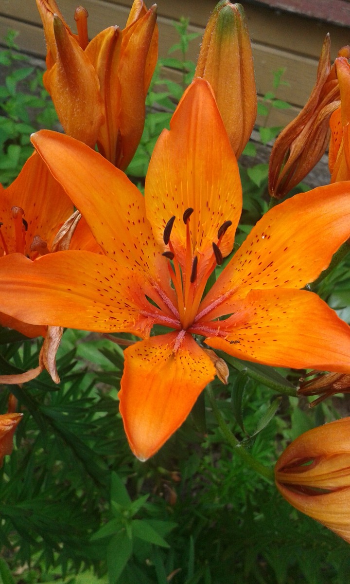 orange lily