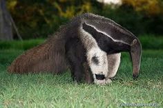 Brazilian fauna - Tamanduá Bandeira