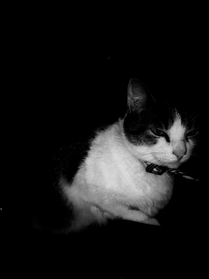 Gato