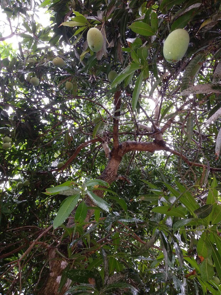 Mango tree kerala