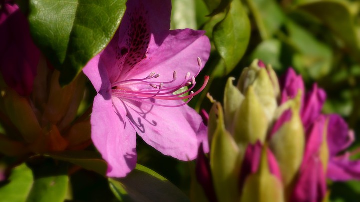 flower
