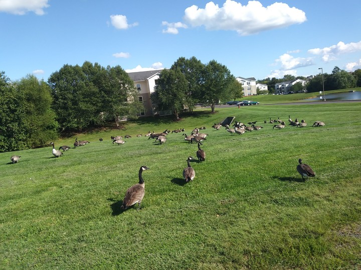 Geese