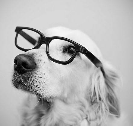 dogs