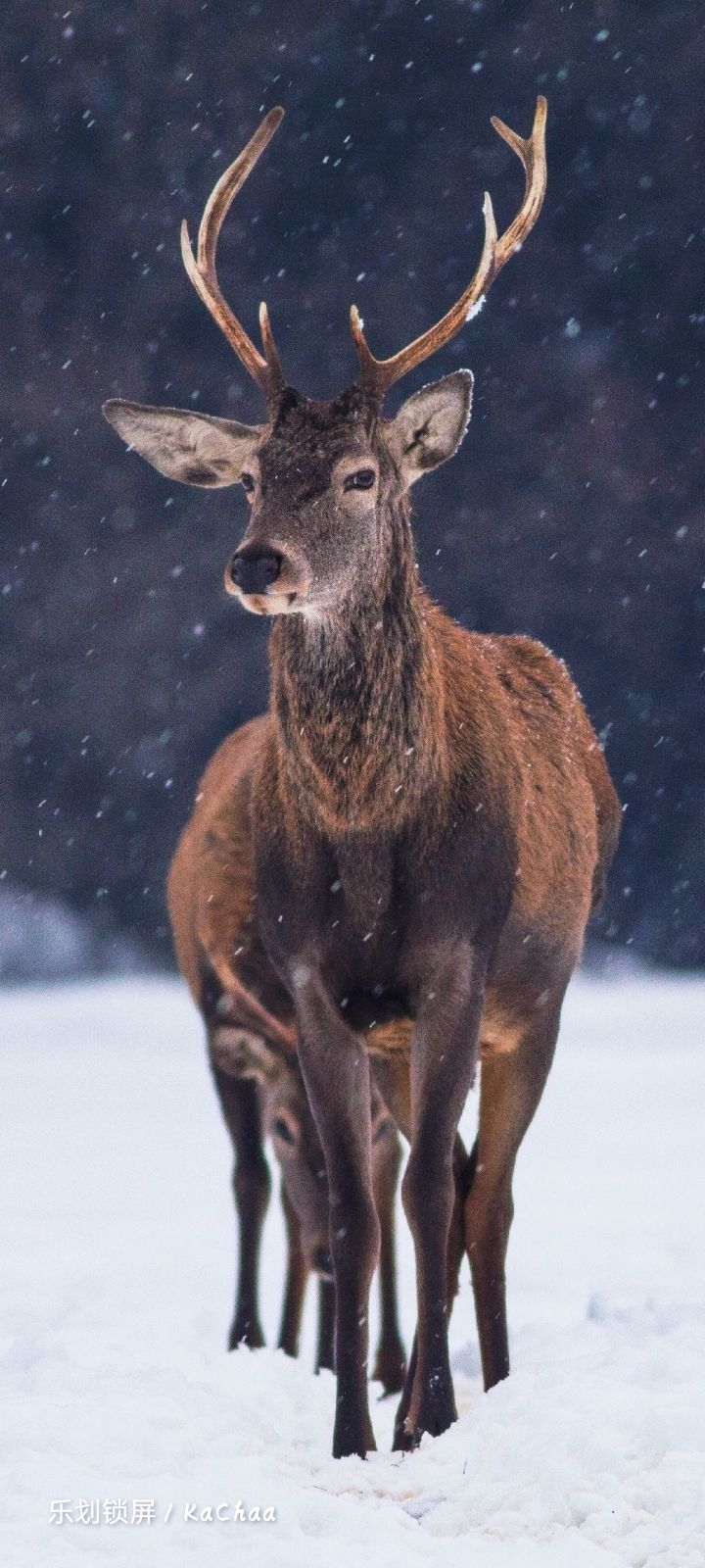 # deer