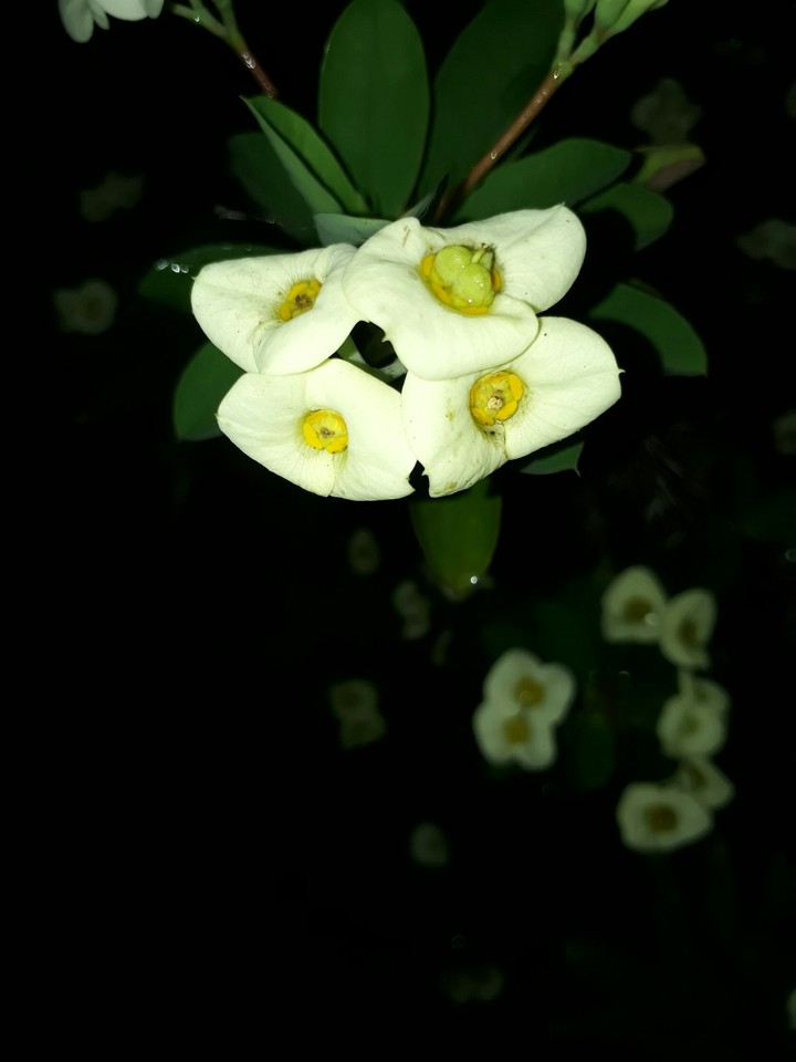 adhilsalah's photography