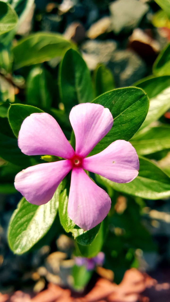 Blooming flower