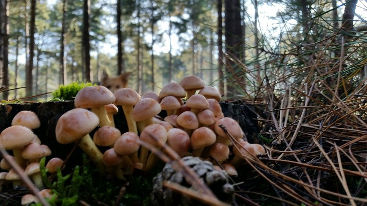 Mushrooms