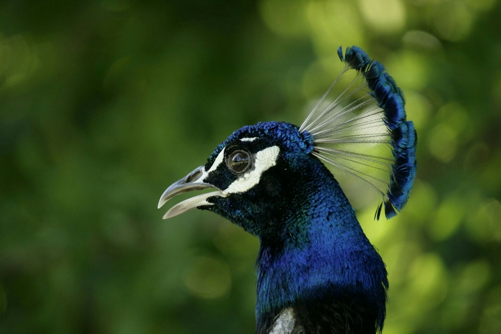 peacock ..look