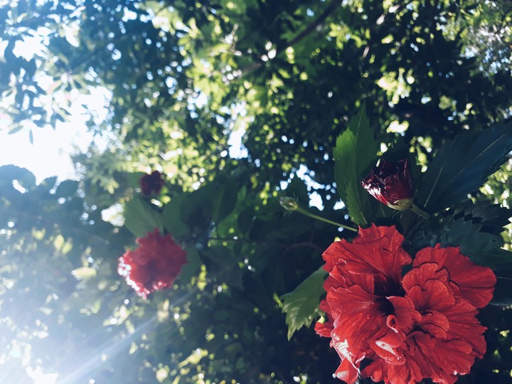 china rose
