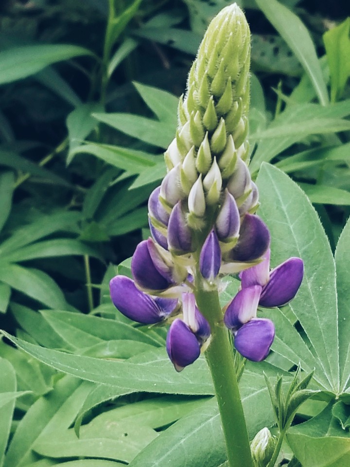 in the garden