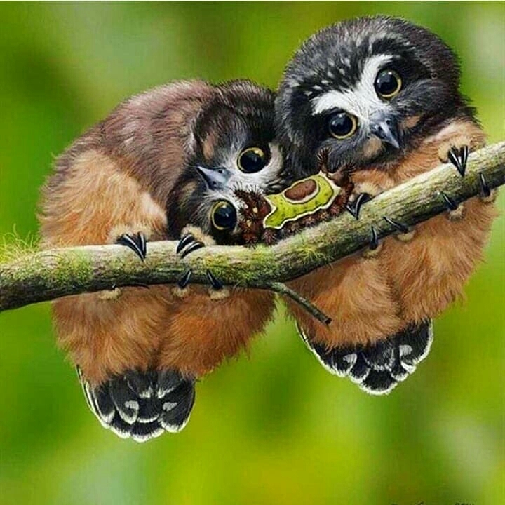 Owl family