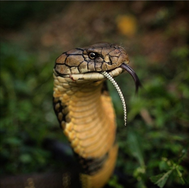 snake