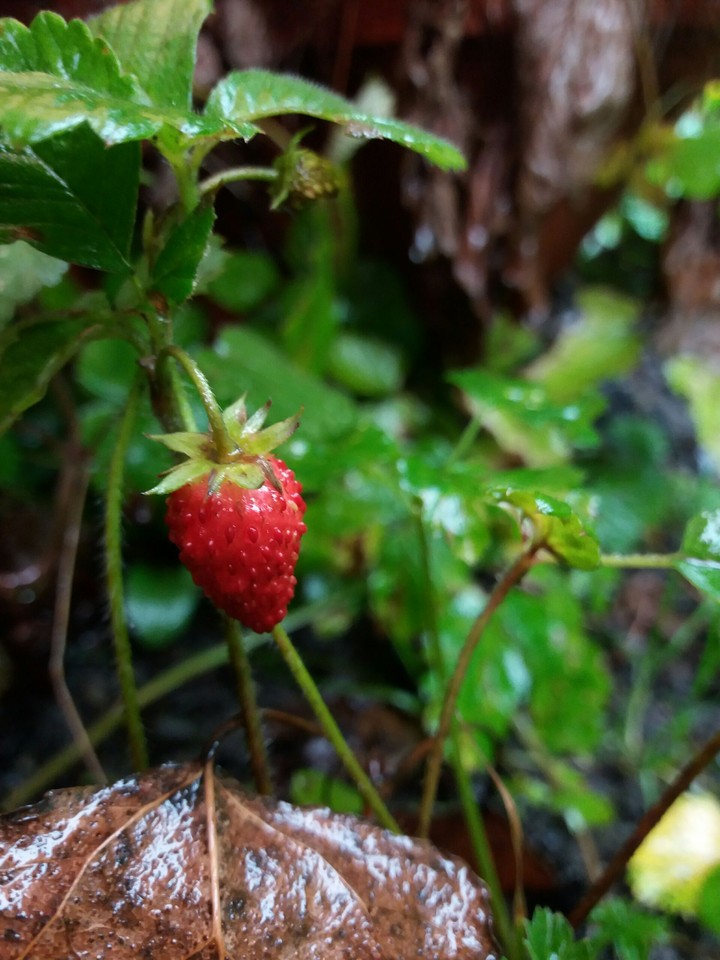 strawberry
