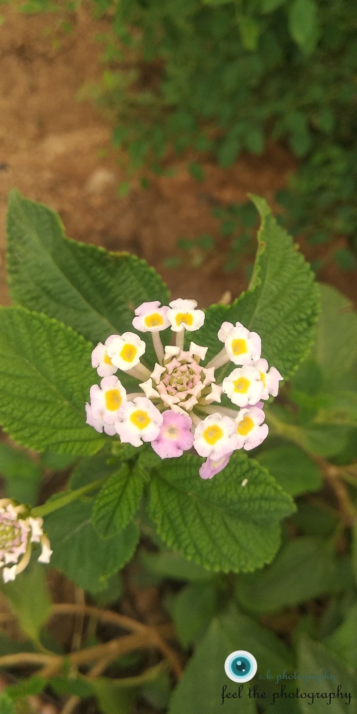 Nature loves