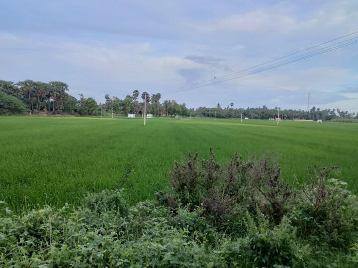 paddy field