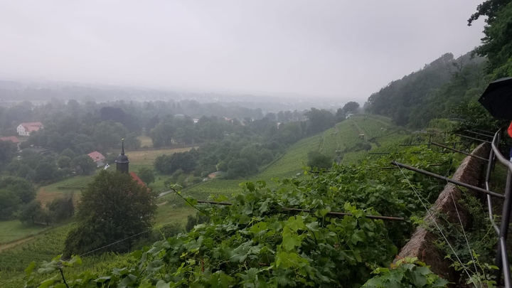 Weinberg Pillnitz