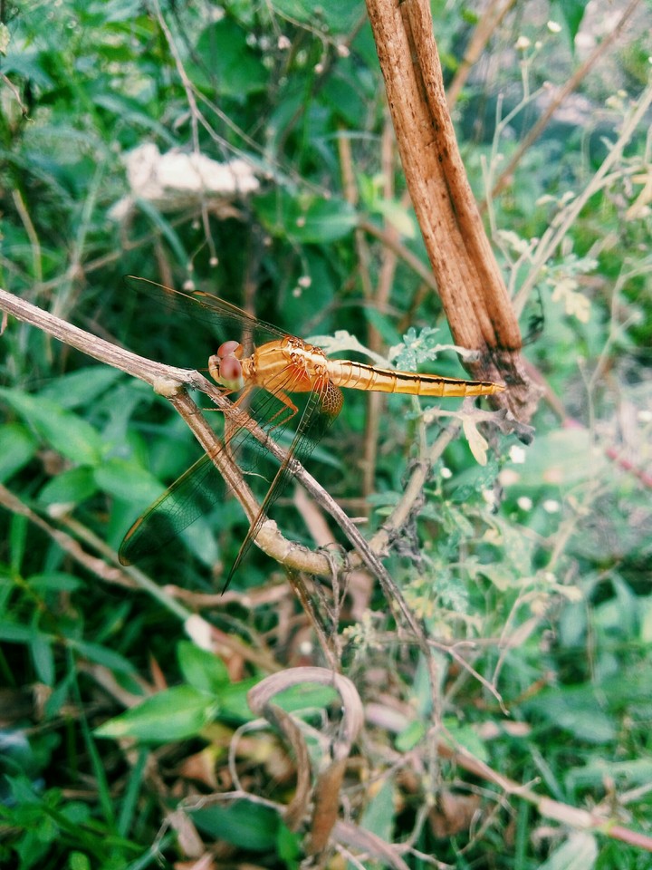 Grasshopper
