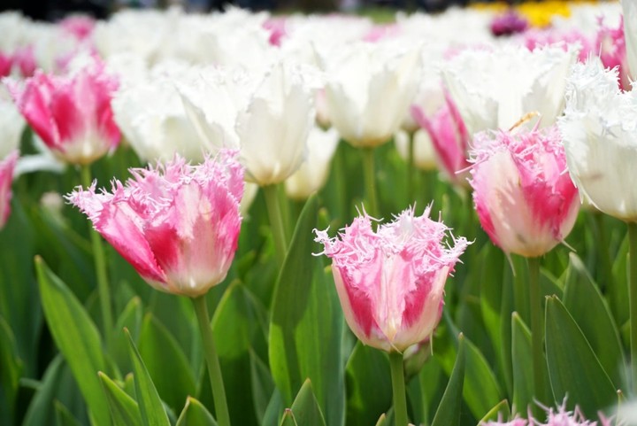 Tulips