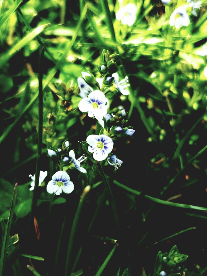 Hidden Within The Grass
