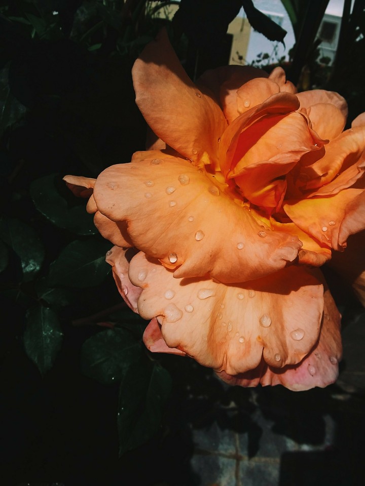 flower