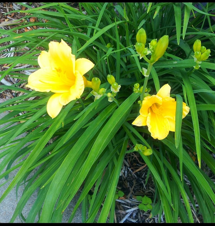 nature
