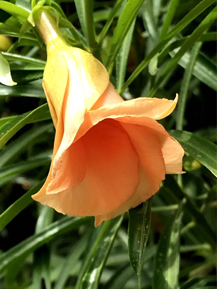 Orange bell