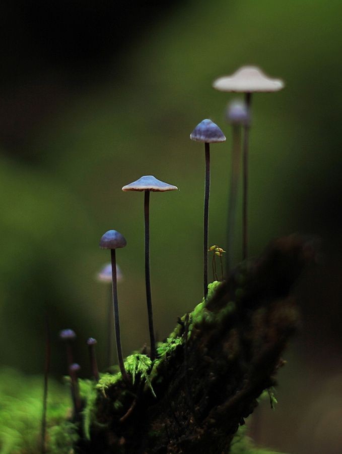 hongos