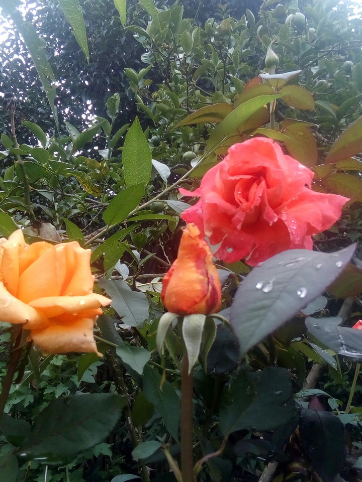rosas