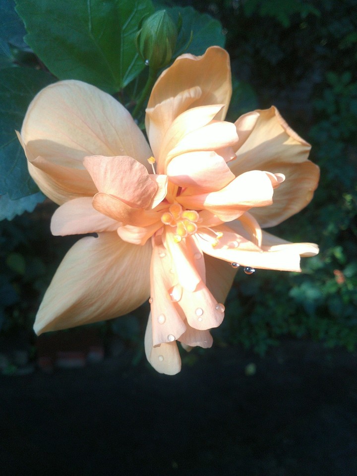 hibiscus