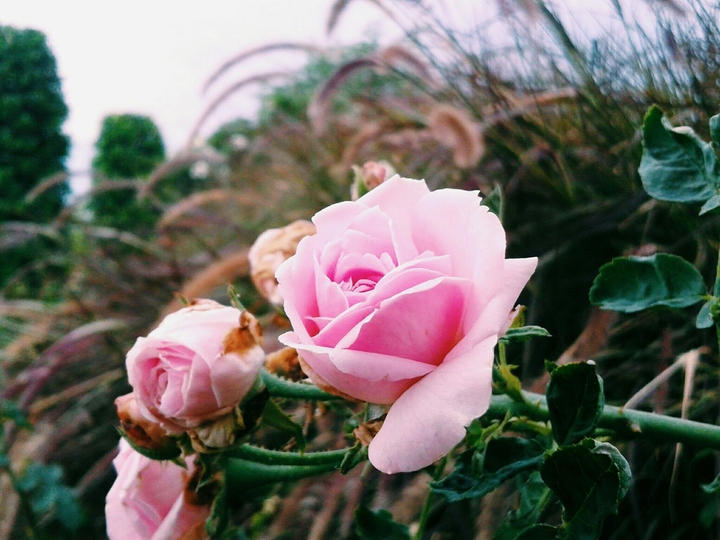pink rose