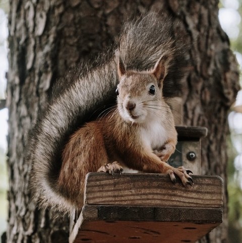 ταπετσαρίες Squirrel, whiskers
