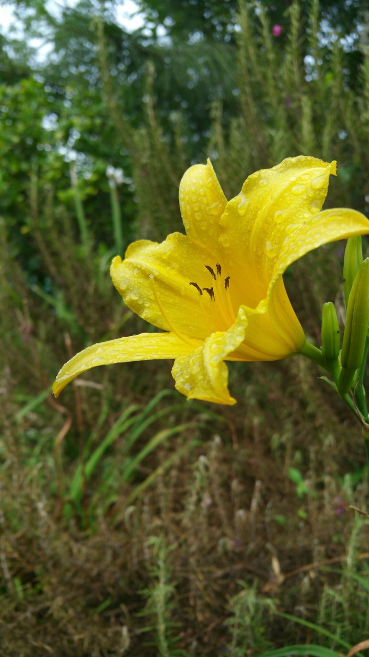 Yellow Lily