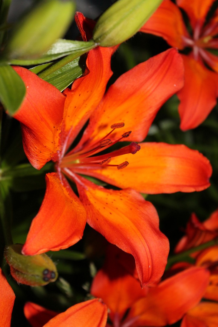 Lilii